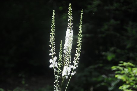 Actaea racemosa – Black Cohosh