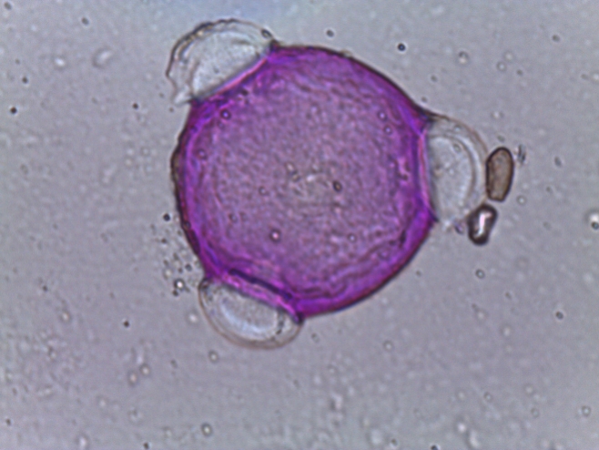 Amsonia ciliata–Fringed Bluestar