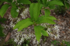 Chionanthus virginicus–White Fringetree