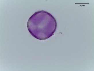 Clematis texensis–Scarlet Clematis