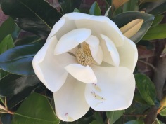 Magnolia grandiflora–Southern Magnolia, Mount Cuba, June 10, 2016