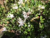 Rhododendron arborescens–Sweet Azalea