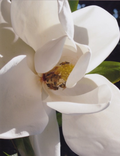 Magnolia grandiflora–Southern Magnolia 3
