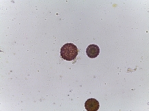 Phlox subulata–Moss phlox