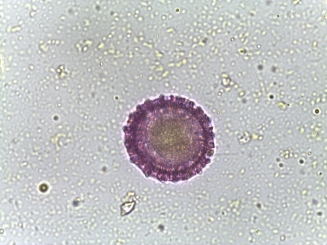 Phlox subulata–Moss phlox