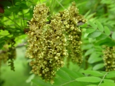 Gleditsia triacanthos–Honey Locust