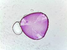 Halesia tetraptera–Common Silverbell