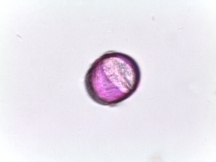 Lamium purpureum–Purple Deadnettle