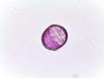 Lamium purpureum–Purple Deadnettle