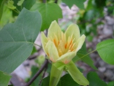 Liriodendron tulipifera–Tulip Tree