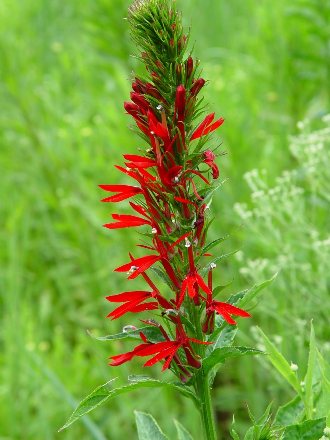 Lobelia cardinalis–Cardinal Flower