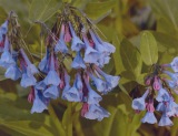 Mertensia virginica–Virginia Bluebell
