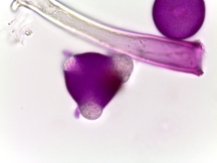 Oxalis violacea–Violet Woodsorrel