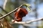 Asimina triloba – Pawpaw Tree