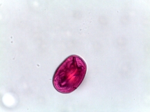 Vicia faba - Broad Bean