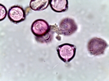 Physalis heterophylla – Clammy Ground Cherry