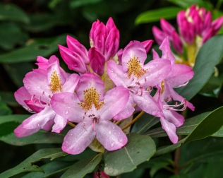 Rhododendron maximum – Rosebay Rhododendron