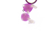 Spigelia gentianoides – Purpleflower Pinkroot