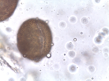 Fagopyrum esculentum – Buckwheat