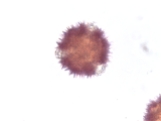 Vernonia acaulis – Stemless Ironweed